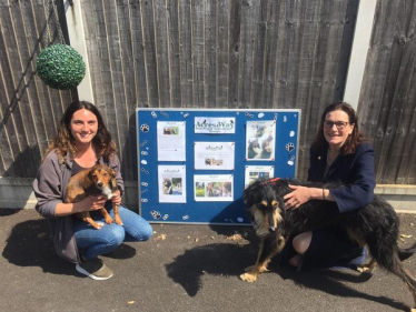 Dog rehoming day 